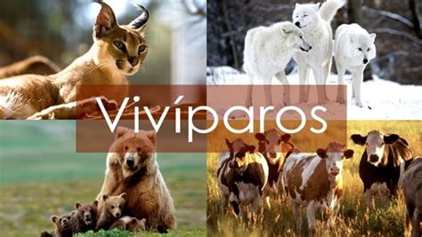 Os Seres Humanos São Animais Vivíparos - Animais vivíparos - O que são, características e exemplos