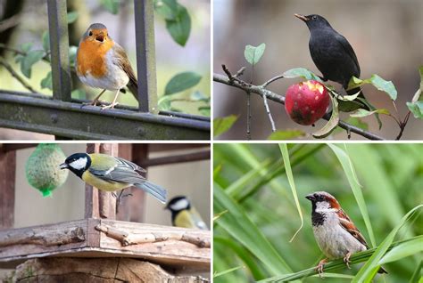 Nabu ruft zur Vogelzählung auf