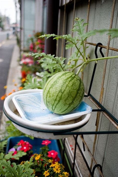 How To Care For Watermelon Plants - How To Care Info