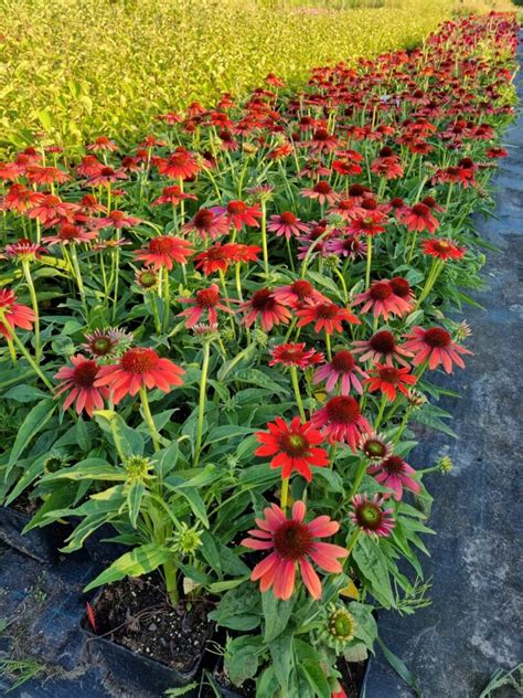 Je Wka Purpurowa Red Pearl Czerwona Echinacea Kra Nik Sklep