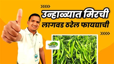 उन्हाळी मिरची लागवड कोणत्या महिन्यात करावी Unhali Mirchi Lagwad Sampurn Mahiti Youtube