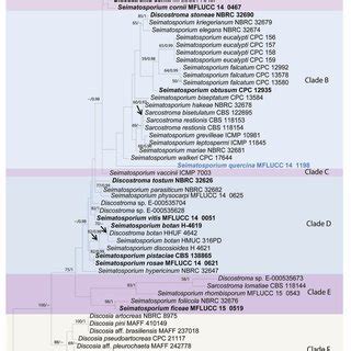 Maximum Parsimony MP Majority Rule Consensus Tree For The Analyzed