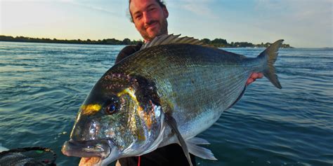 Les Bas De Ligne Pour Pêcher La Dorade Royale En Bateau