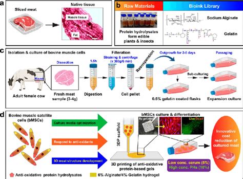 Overview of the cow-free meat production strategy. (a) Structure of the ...