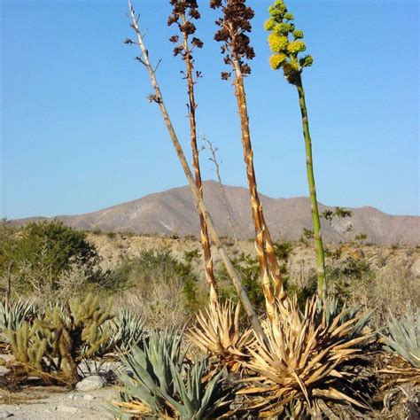 Agave Deserti Also Known As Desert Century Plant Agave Deserti Desert Agave Is A Plant In