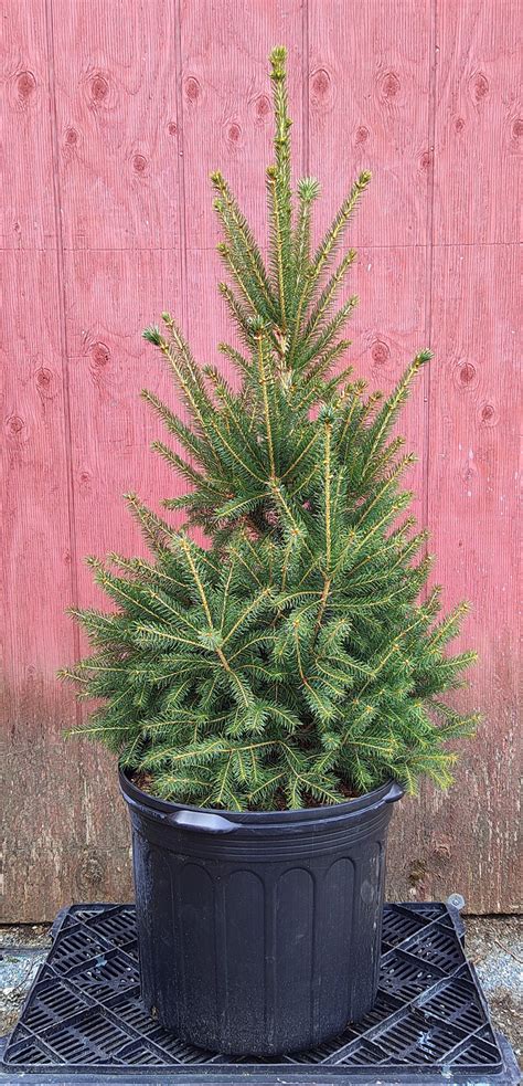 7 White Spruce” Picea Glauca Spencers Garden Centre