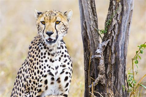 733628 Big Cats Cheetahs Snout Glance Rare Gallery Hd Wallpapers