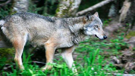 Essentiel Un Nouveau Loup Abattu Dans Les Alpes Maritimes Un Couple Du