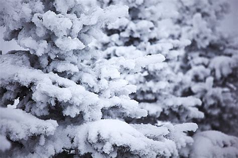 فروع شجرة التنوب الشتوية مغطاة بالثلج الرقيق صورة الخلفية والصورة