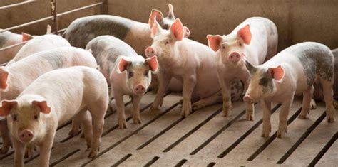 Eradication Plan For African Swine Fever In The United States Cfsph