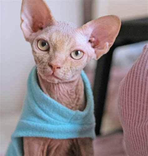 Sphynx Cat The Long Whiskers