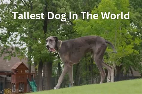 Meet Zeus The Tallest Dog In The World 2024