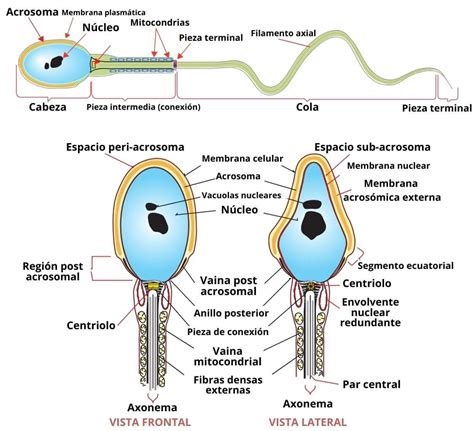 Espermatozoide Funciones Partes Ciclo De Vida