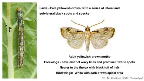 Pests Of Mustard Identification Management Dr UPR Pdf