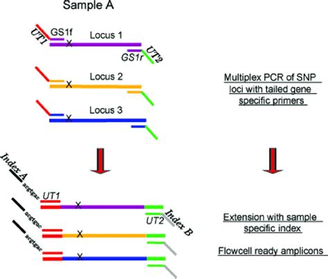 Illustration Of Universal Tail Approach In A Multiplex PCR All M