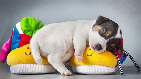 Cute Sleeping Puppy Wallpapers Wallpaper Cave