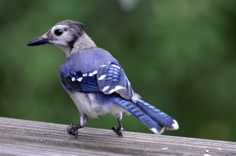 Blue jay - song / call / voice / sound.