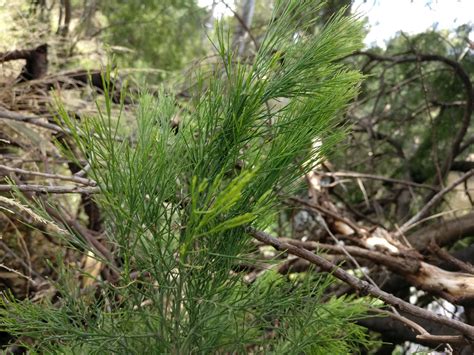 Australian Tree Identification - maybe pine? - Biology Stack Exchange