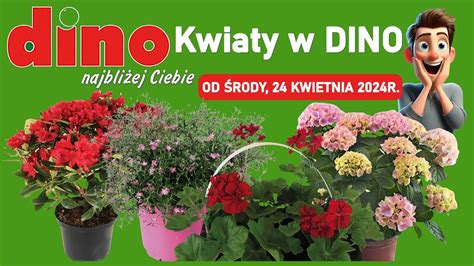 DINO Nowa Oferta Promocyjna od Środy 24 04 2024 Tanie Kwiaty w Dino