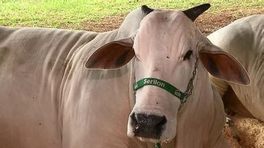 Caminhos do Campo Sugestão para a Quaresma aprenda a fazer um pirão