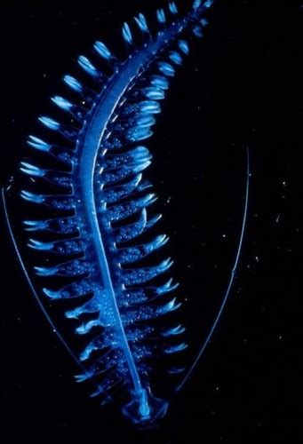 This Deep Sea Alien Worm, Tomopteris, Is Utterly Captivating | Featured ...