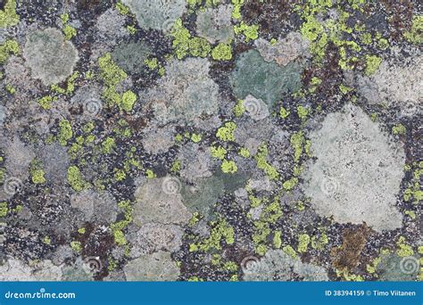 Lichen Textures Stock Photography CartoonDealer 38394242