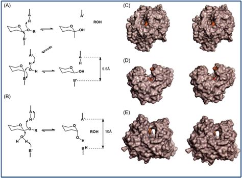 Schematic Diagram Of Hydrolysis Mechanism Of Glycoside Hydrolase A