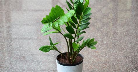 Zamioculcas O Pianta Di Padre Pio Coltivazione E Cura Greenstyle