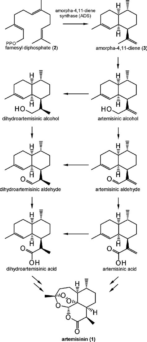 Proposed Biosynthetic Pathway Of Artemisinin In A Annua Bertea Et Al