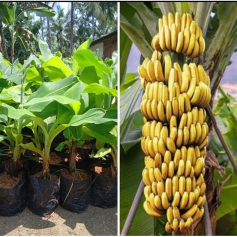 Jual Bibit Buah Pisang CAVENDISH Asli Pohon Pendek Berbuah Shopee