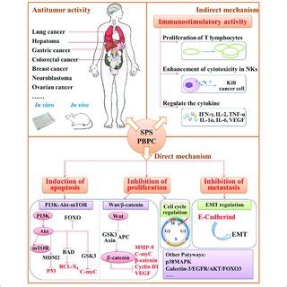 Schematic Diagram Of Antitumor Mechanism Schematic Diagram Of In SPS