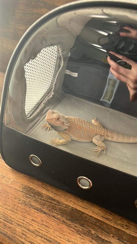 Coach Beard is Ok!!!! : r/BeardedDragons