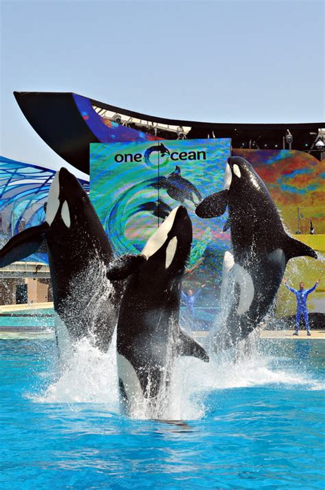 Bill Could Endanger SeaWorlds Orca Shows