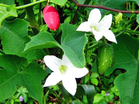 Ivy gourd Facts, Health Benefits and Nutritional Value