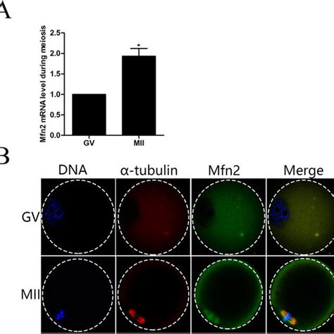 Expression And Subcellular Localization Of Mfn During Mouse Oocyte