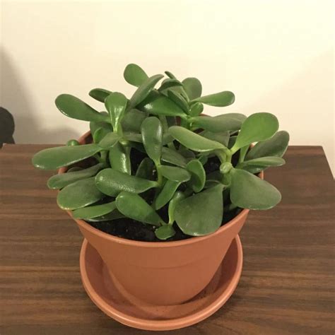 How To Care For A Large Jade Plant