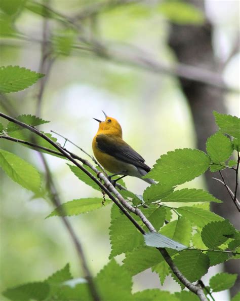 Prothonotary Warbler D Aborn