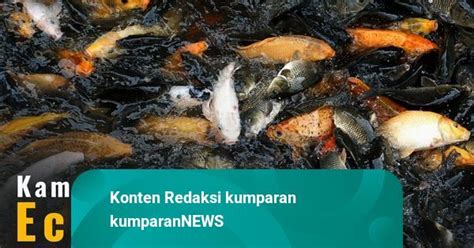 Warga Ciasin Ubah Selokan Jadi Kolam Ikan Kumparan