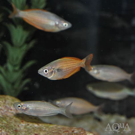 Lake Kurumoi Rainbow Melanotaenia Parva Aqua Imports