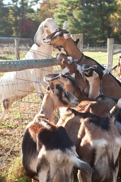 Flushing And Pheromones Managing Breeding In The Dairy Goat Herd Cornell Small Farms