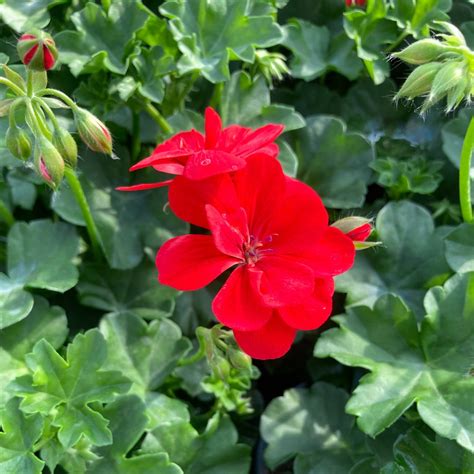 Acheter Geranium Lierre Boneta Et Autres Plantes Sur Coclicoh