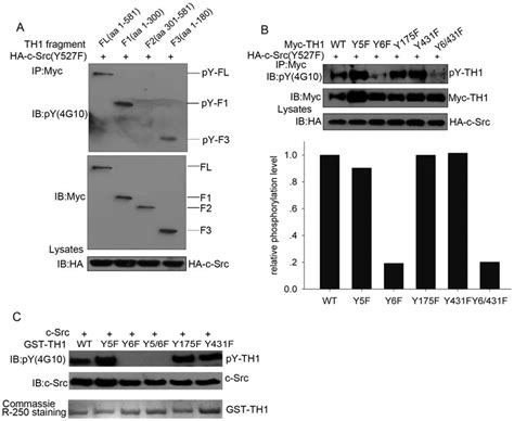 C Src Phosphorylates TH1 At Tyr 6 A Phosphorylation Of TH1 Fragments