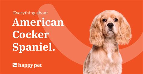 American Cocker Spaniel – Description, Price, Temperament & Care