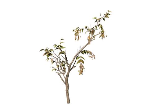 Chinaberry Tree Seedling Speedtree