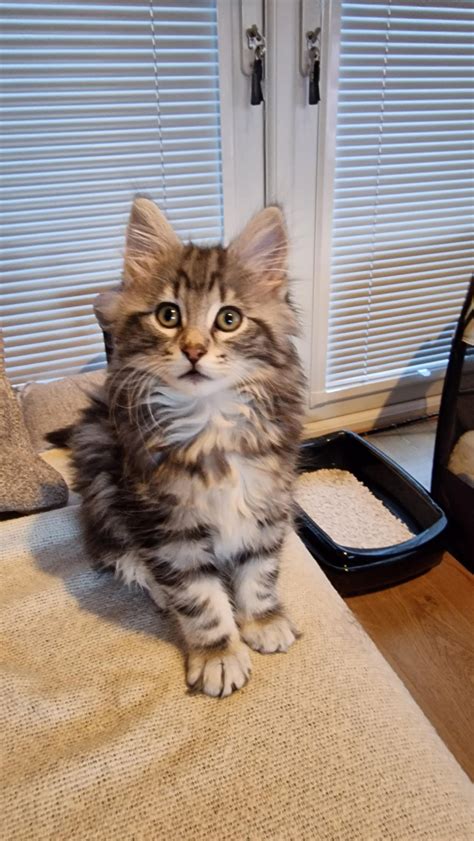 My girl posed for a photo right after giving birth.. : r/aww