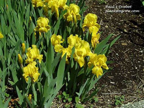 Dwarf Iris | Plants To Grow Plants Database by Paul S. Drobot