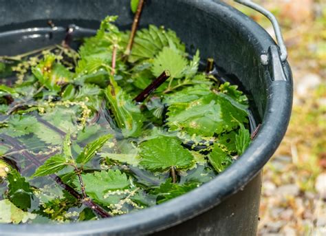 Jardín los mejores abonos naturales para hacerlo tú mismo trucos