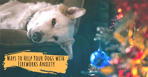 Ways To Help Your Dogs With Fireworks Anxiety Pledgecare