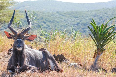 Discover The Meaning Behind Zulu Nyala Exploring Zulu Culture And The