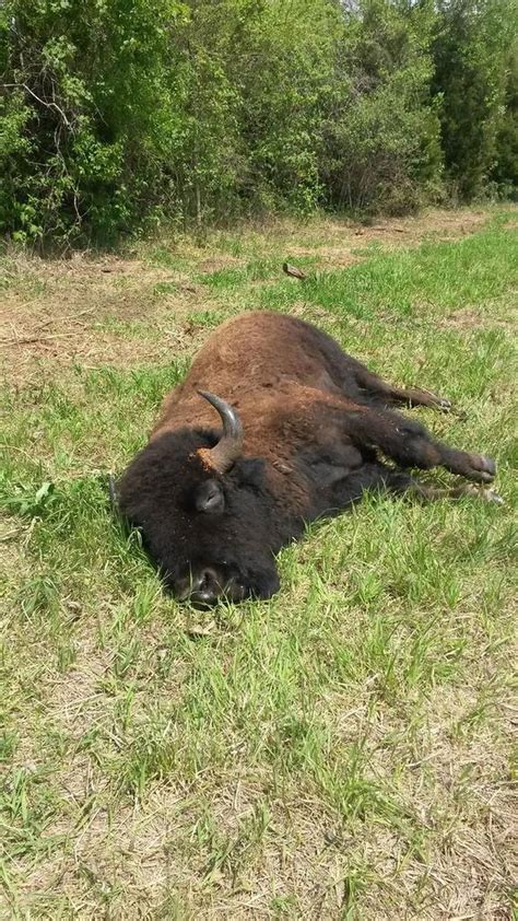 Around Tonganoxie Some Buffalo Roam Where They Shouldnt The Kansas